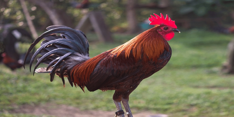 Đặc điểm dòng gà Albany