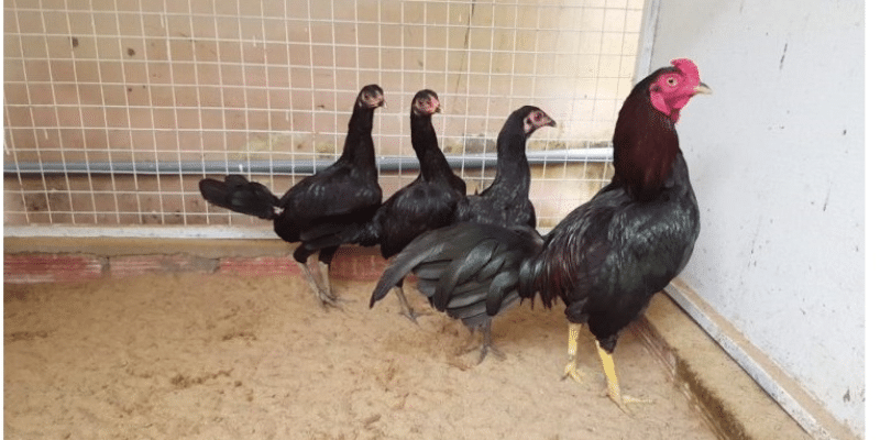 Những lưu ý trước khi cho gà chọi đi đá