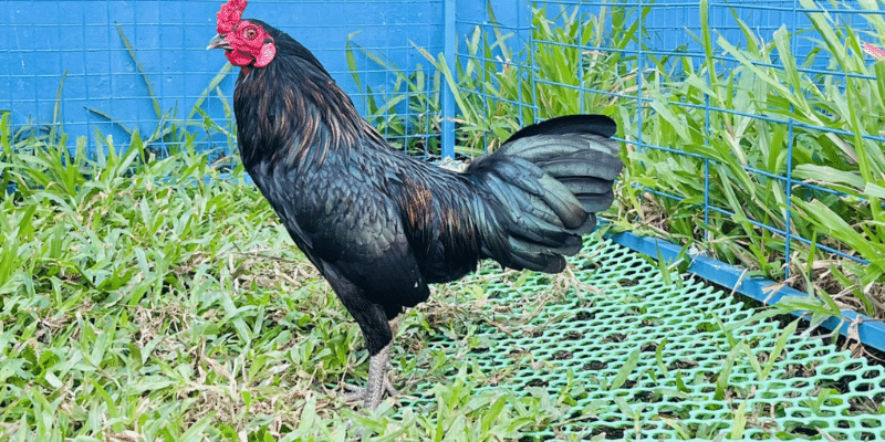 Hướng dẫn cho gà ăn gì để mạnh mẽ hơn trước khi đá 