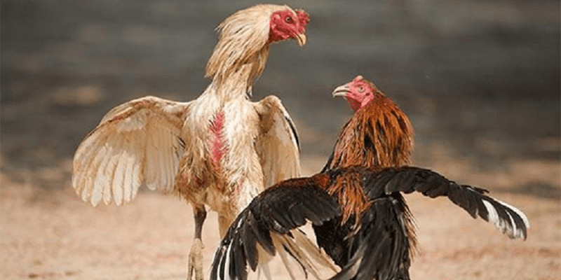 Khả năng chiến đấu