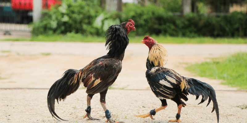 dòng gà bình định