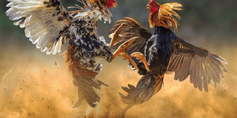 đặc điểm của giống gà Cao Lãnh