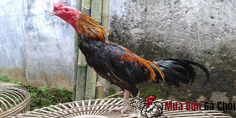 Nét đặc trưng của gà chọi bắc giang