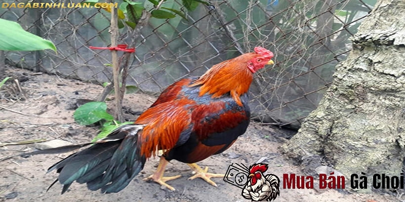 Giá trị của gà chọi bắc giang