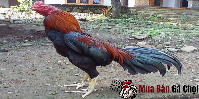 Bảo vệ giống gà chọi này