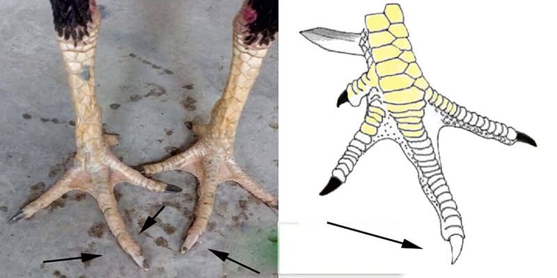 Những quan niệm về gà này