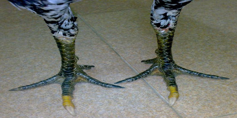 Cách nhận biết gà bạch đầu chỉ