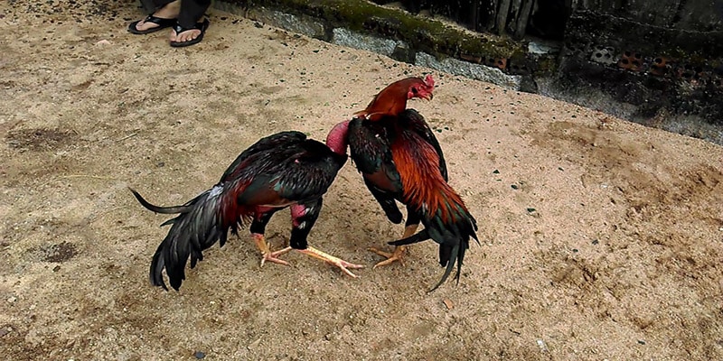 Khả năng chiến đấu của gà bạch đầu chỉ