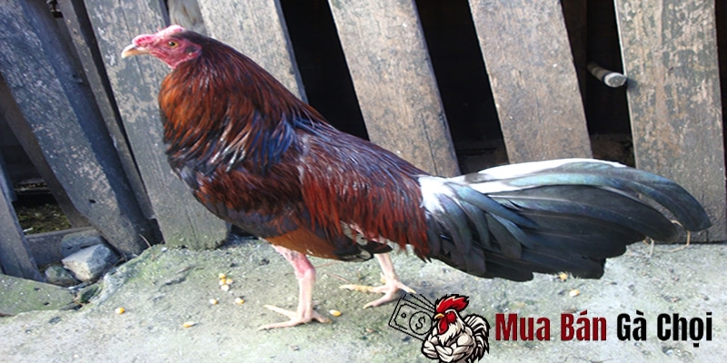 Giống gà chọi dân kiều