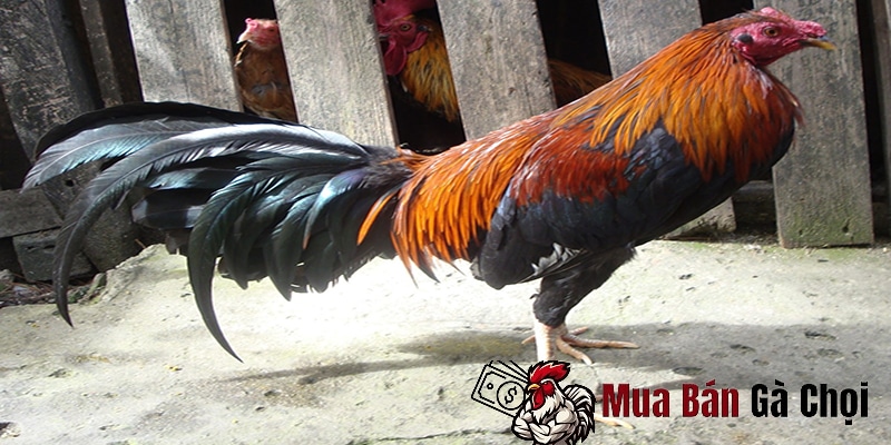 Đặc điểm nổi bật của gà chọi dân kiều