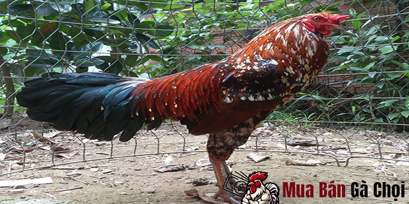 Phong độ của gà chọi