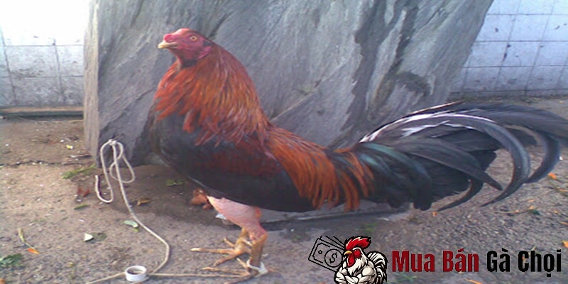 Sức chiến đấu của gà chọi dân kiều