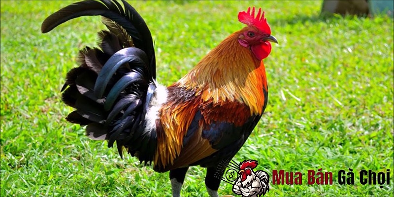 Phong cách đặc trưng gà chọi văn quân