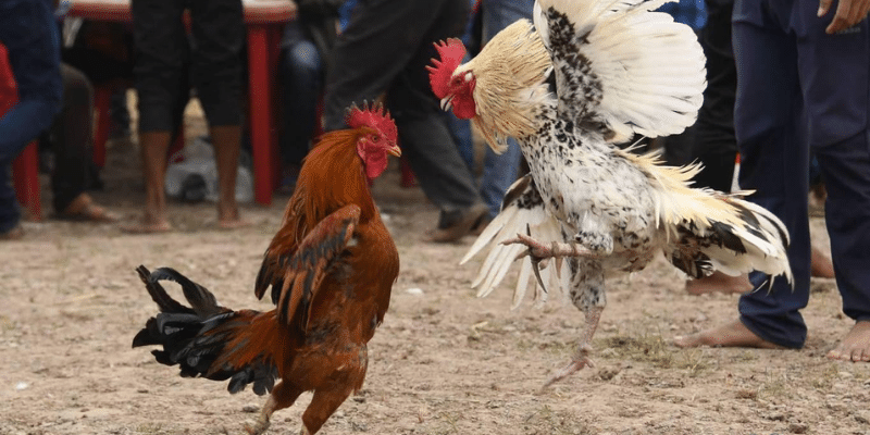 Các thế gà đá đòn độc