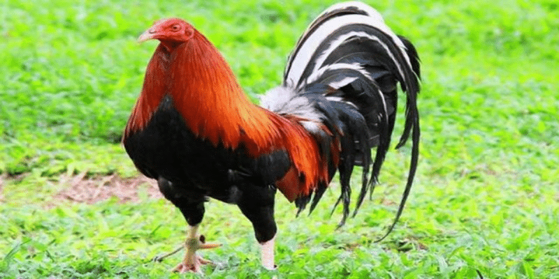 Đặc điểm gà Kelso Mỹ