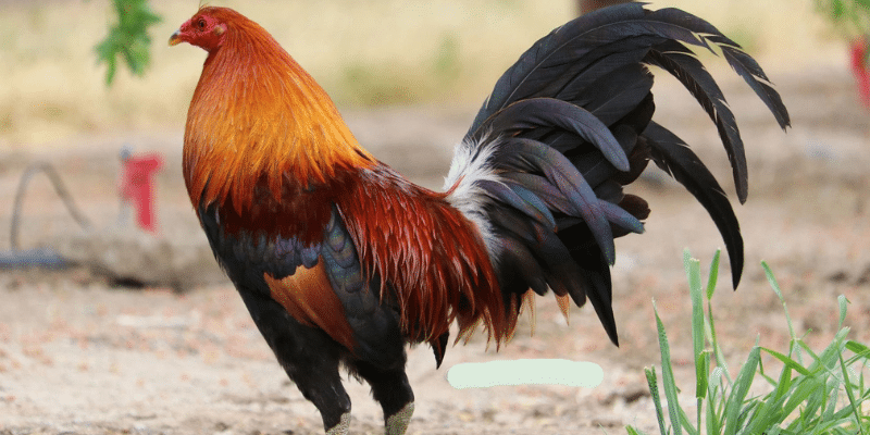 Các loại gà Kelo phổ biến 