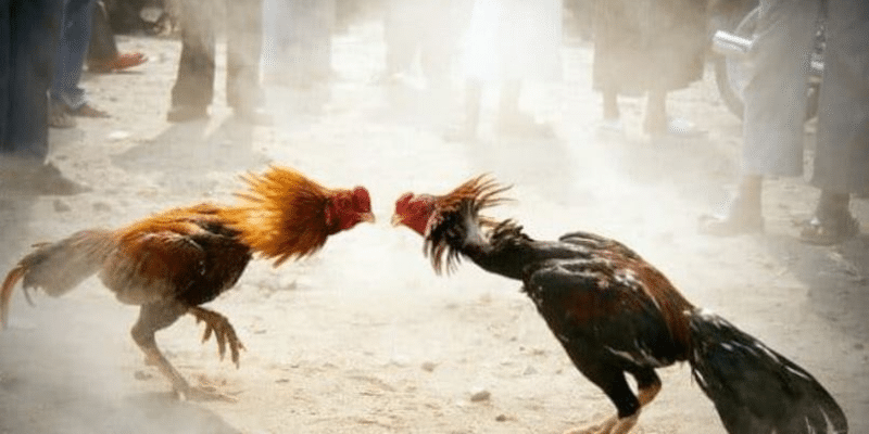 Mẹo chơi game đá gà online với tỉ lệ chiến thắng cao 