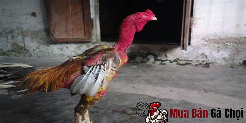 Huyền thoại mơ ê tô