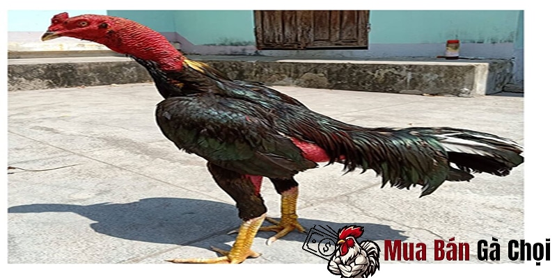 Sự hình thành của một huyền thoại mơ ê tô