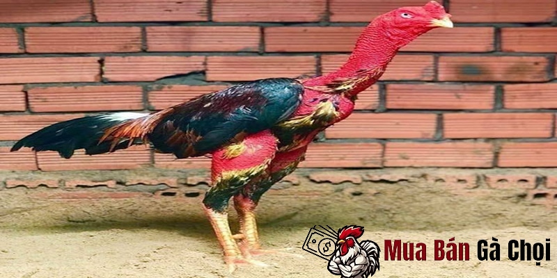 Đặc điểm của mơ ê tô