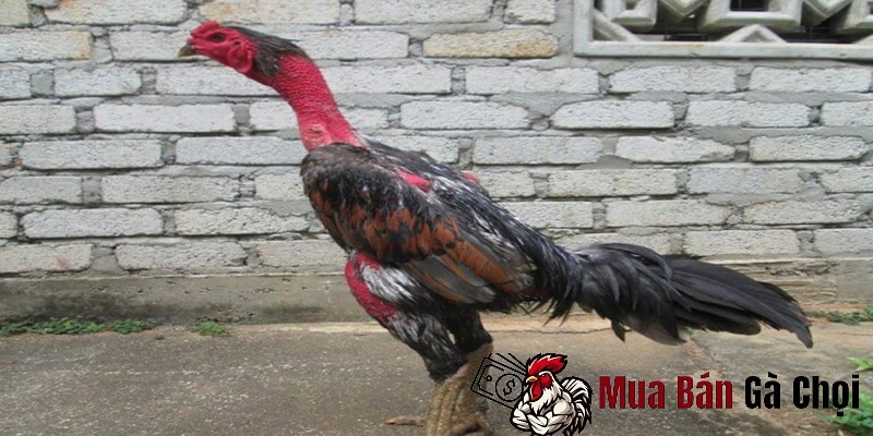 Trận đấu tạo lên huyền thoại