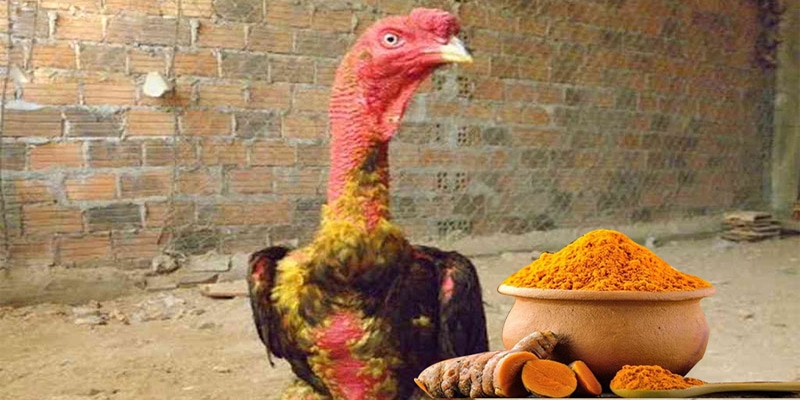 Ý việc vào nghệ cho gà chọi