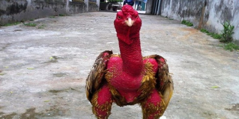 Cách vào nghệ hợp lý