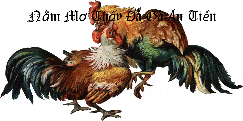Nằm Mơ Thấy Đá Gà Ăn Tiền