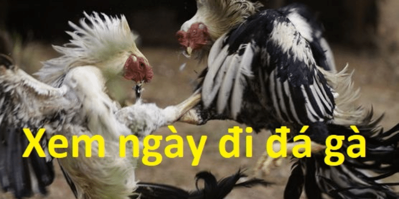 Cách xem ngày đá gà chính xác cho anh em sư kê 1 Xem ngày đá gà chuẩn chỉnh