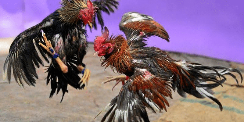 Những trận gà siêu kinh điển: bình luận chuyên sâu cùng chuyên gia 2 Các yếu tố tạo nên những trận gà siêu kinh điển