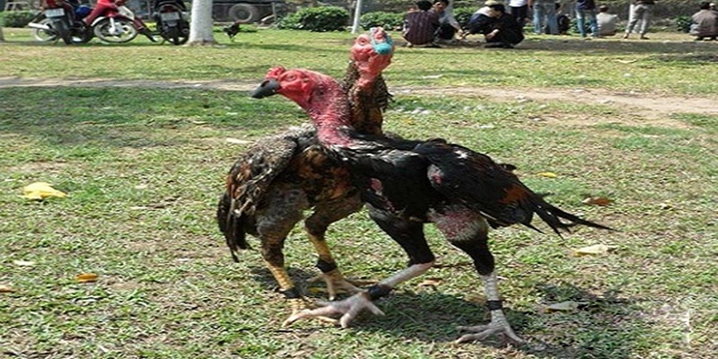 Đây là gà sau quá trình vần đòn