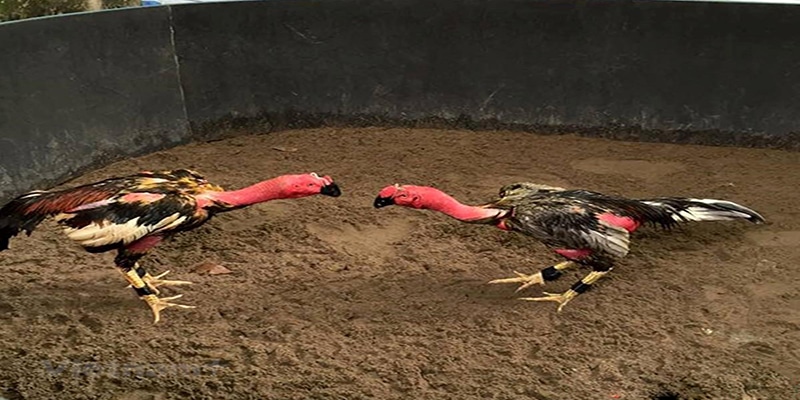 Vần gà chọi là gì