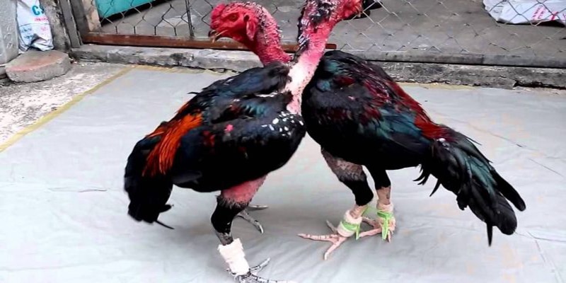 Đây là một cách vần gà chọi