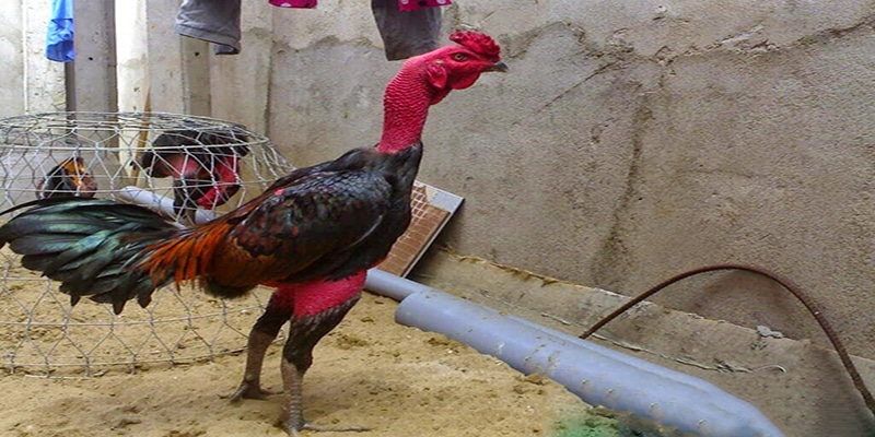 Đặc điểm an toàn khi vần gà chọi