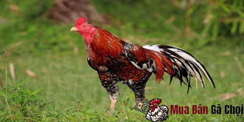 Cách sử dụng băng chân cho gà chọi