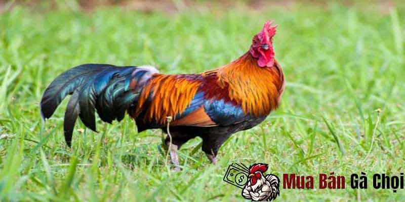 Lợi ích của việc băng chân cho gà chọi