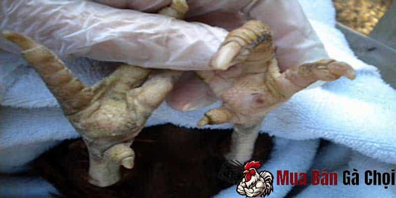 Cách chữa sưng củ bàn gà chọi hiểu quả và an toàn 2 Cách chữa sưng cụm bàn chân ở gà chọi