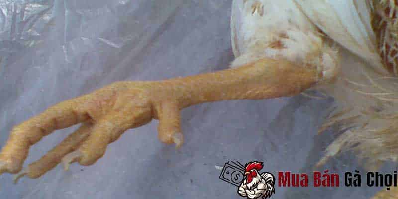 Cách chữa sưng củ bàn gà chọi hiểu quả và an toàn 3 Gà bị sưng cụm bàn chân cần phải theo dõi đặc biệt