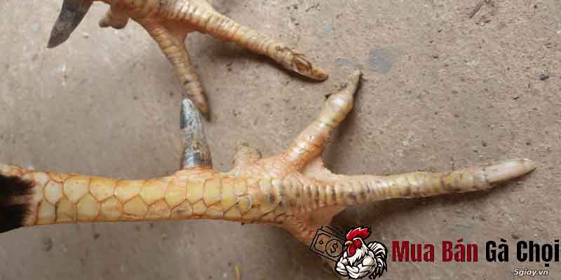 Cách chữa trị tróc vảy ở gà chọi