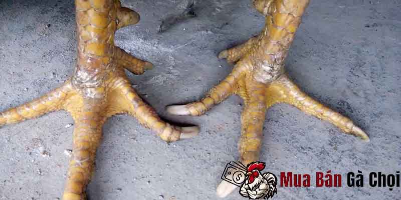 Các cách phòng tránh việc tróc vảy ở gà chọi