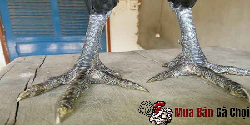 Tìm hiểu hiện tượng tróc vảy ở gà chọi