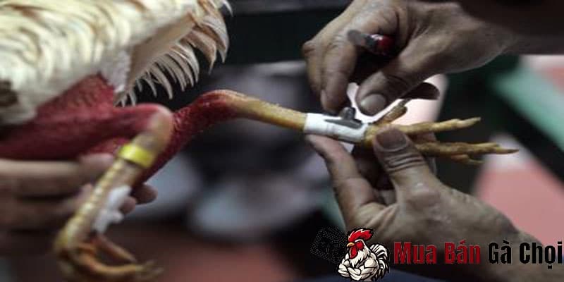 Cơ hội khi đá gà cựa sắt