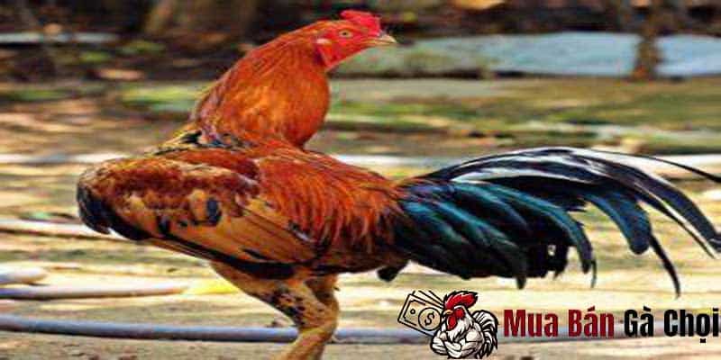 Cách nuôi gà đá bị gãy cánh: Bí quyết chăm sóc và phục hồi sức khỏe 1 Đánh giá tình trạng gà bị gãy cánh