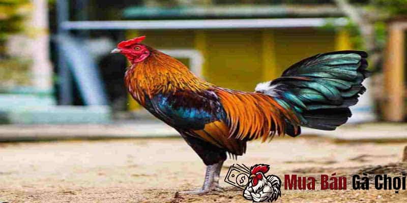 Cách nuôi gà đá bị gãy cánh: Bí quyết chăm sóc và phục hồi sức khỏe 2 Cách chữa trị gà bị gãy cánh