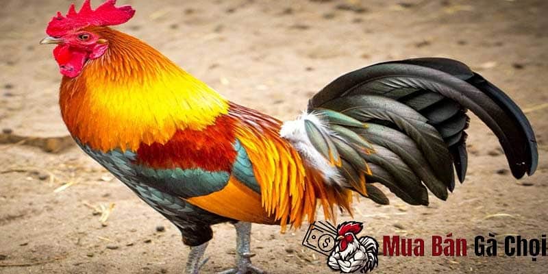 Cách nuôi gà đá bị gãy cánh: Bí quyết chăm sóc và phục hồi sức khỏe 3 Chế độ dinh dưỡng hợp lý giúp gà nhanh phục hồi