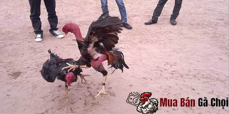 Gà chọi bị rót là gì