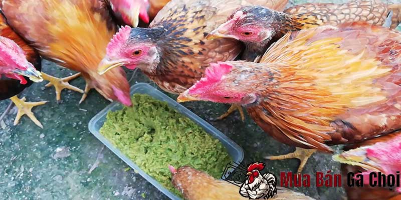 Tác dụng việc ra lông cho gà chọi