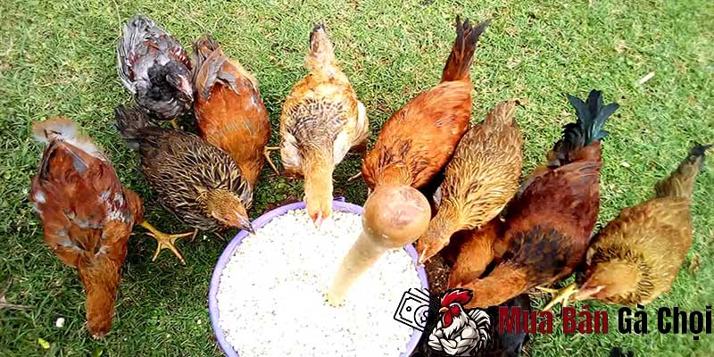 Chế  độ ăn uống hợp lý giúp bộ lông của gà nhanh phát triễn