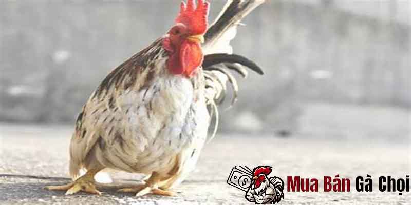 Dấu hiệu nhận biết gà đi loạng choạng