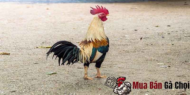 Gà đi loạng choạng là gà bị bệnh gì